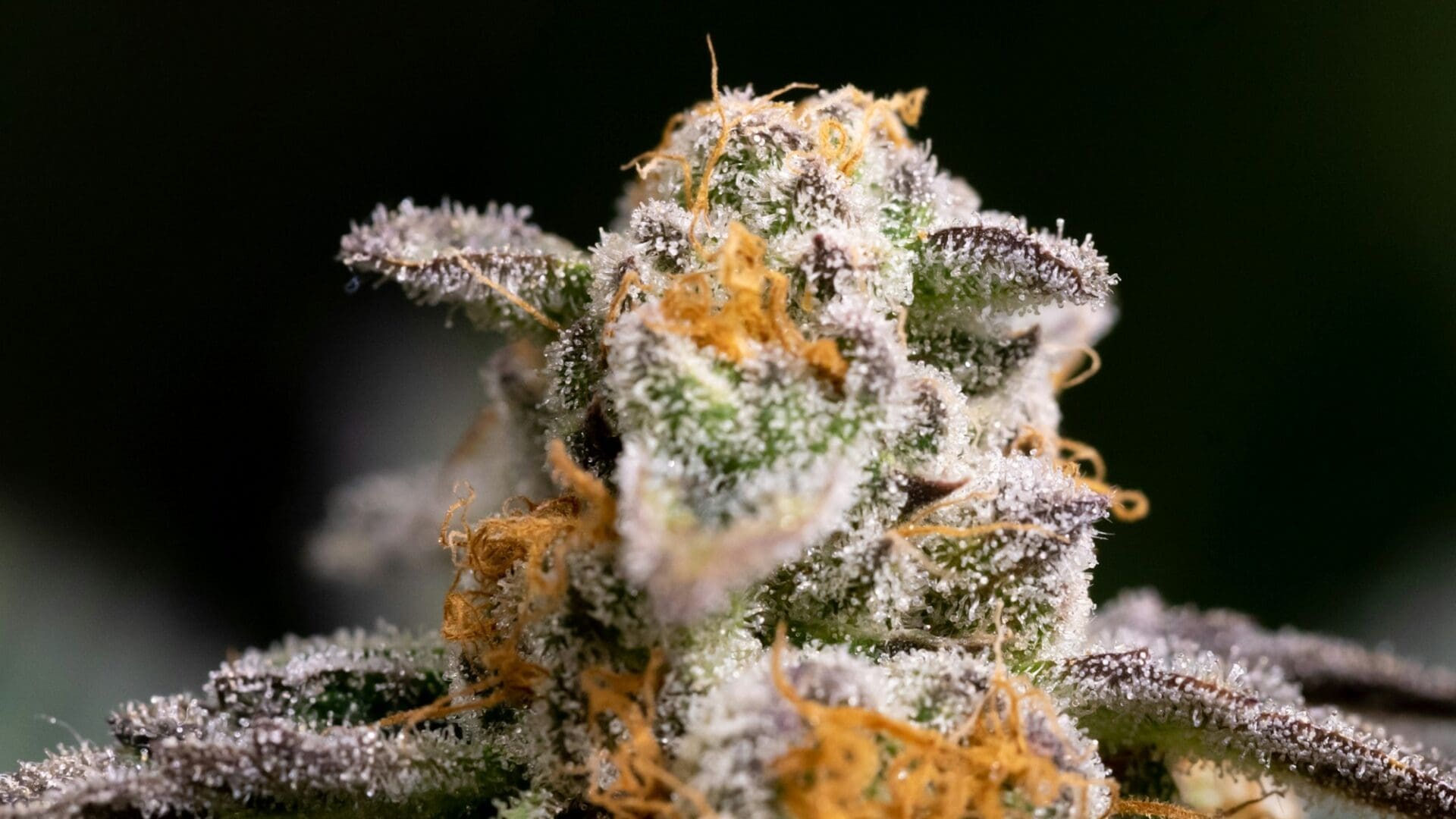 Closeup shot of the leaves of a blooming medical cannabis plant