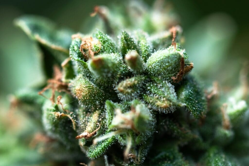 Macro shot of flowering cannabis bud